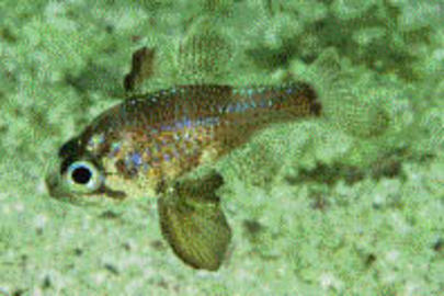 Blackfin Cardinalfish