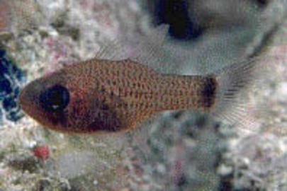 Dusky Cardinalfish