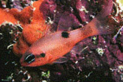 Flamefish