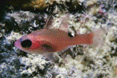 Whitestar Cardinalfish