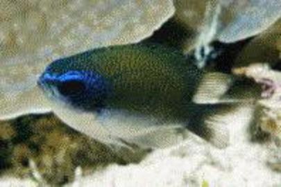Sunshinefish