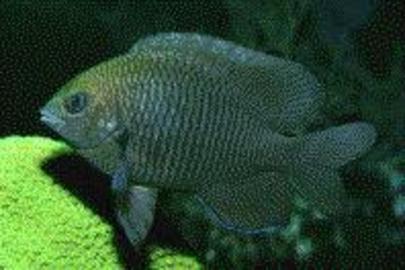 Dusky Damselfish