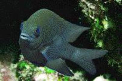 Longfin Damselfish