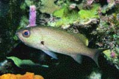 Reef Croaker