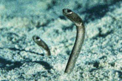 Brown Garden Eel