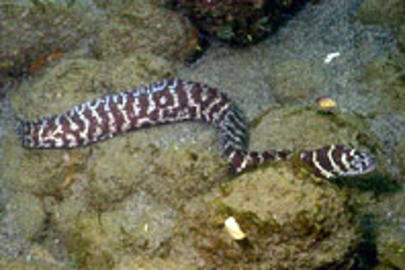 Chain Moray