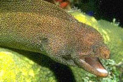 Goldentail Moray