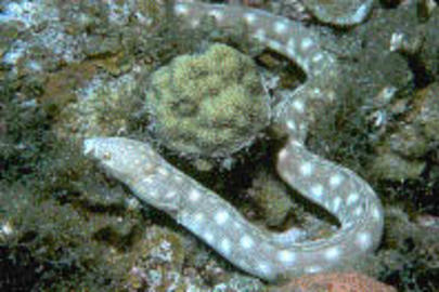 Sharptail Eel
