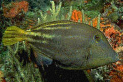 Orangespotted Filefish