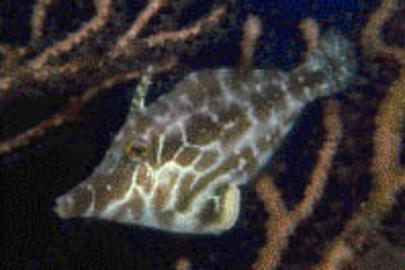 Slender Filefish