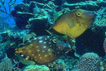 Whitespotted Filefish