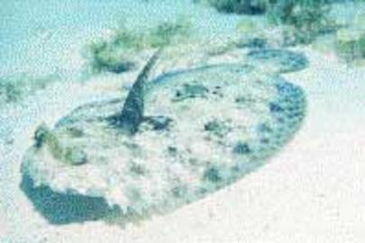 Peacock Flounder