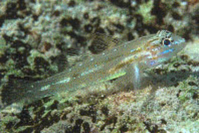Bridled Goby