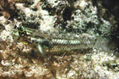 Colon Goby