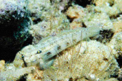 Goldspot Goby