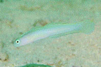 Hovering Dartfish (Hovering Goby)