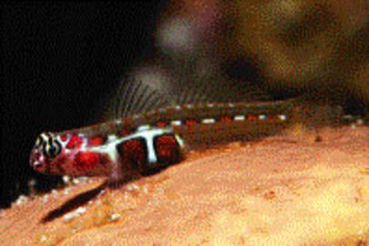Orangesided Goby