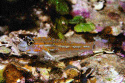 Pallid Goby
