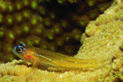 Peppermint Goby