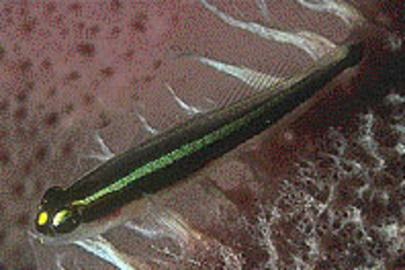 Spotlight Goby