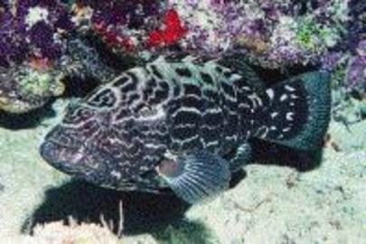 Black Grouper