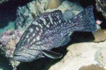 Comb Grouper