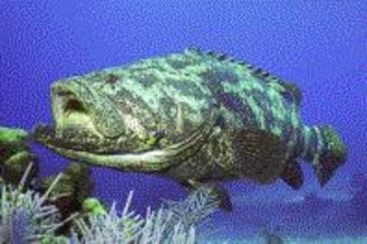 Goliath Grouper (Jewfish)
