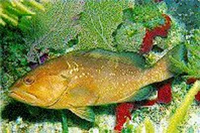 Red Grouper