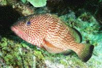 Red Hind