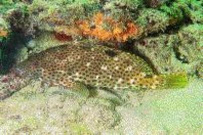 Rock Hind