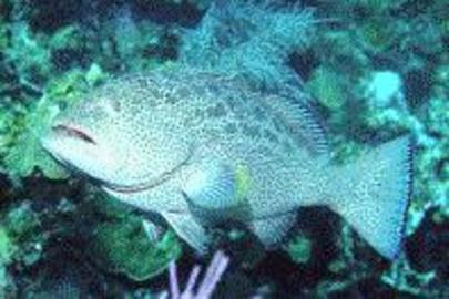Yellowfin Grouper