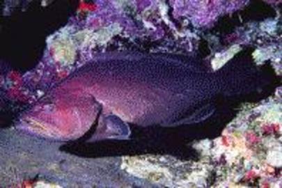 Yellowmouth Grouper