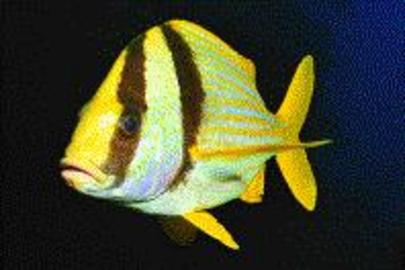 Porkfish