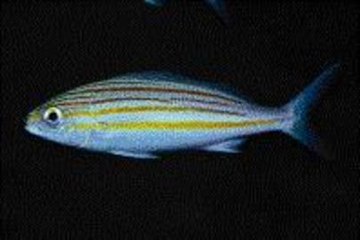 Striped Grunt
