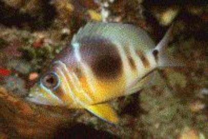 Barred Hamlet (Caribbean)