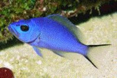 Blue Hamlet