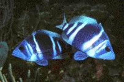 Indigo Hamlet
