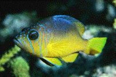 Yellowbelly Hamlet