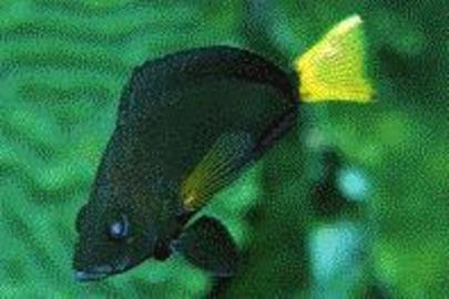 Yellowtail Hamlet