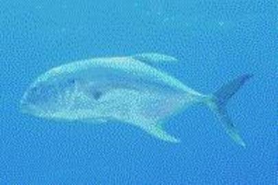 Crevalle Jack