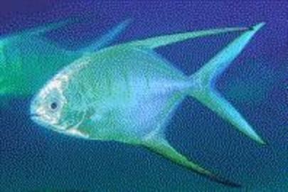 Palometa
