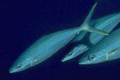 Rainbow Runner