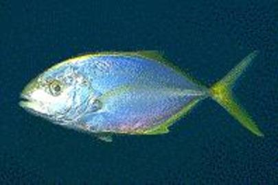 Yellow Jack