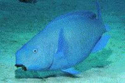 Blue Parrotfish
