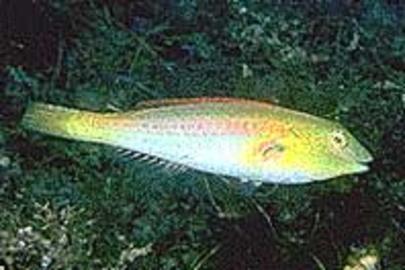 Bluelip Parrotfish