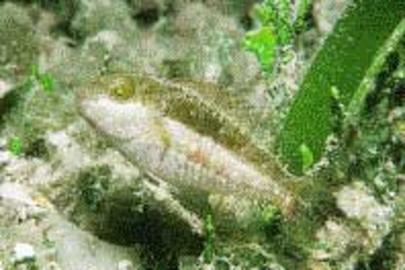 Bucktooth Parrotfish