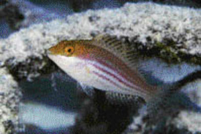Greenblotch Parrotfish