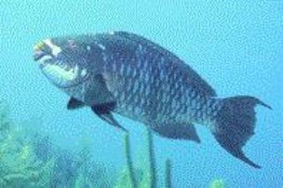 Midnight Parrotfish