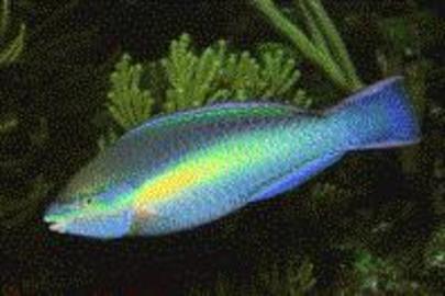 Princess Parrotfish