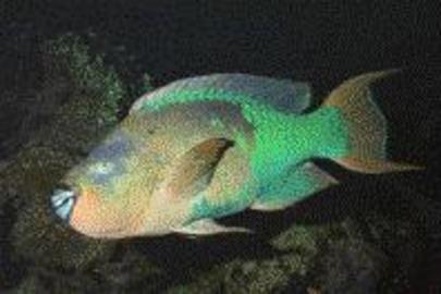 Rainbow Parrotfish
